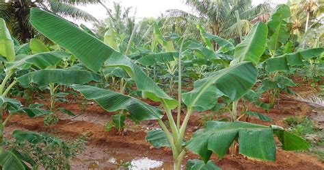 Kerala: Adivasis say banana farming by settlers in Attapady has brought death to their infants.