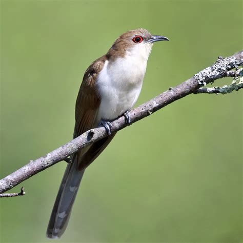 Black-billed Cuckoo | Audubon Field Guide