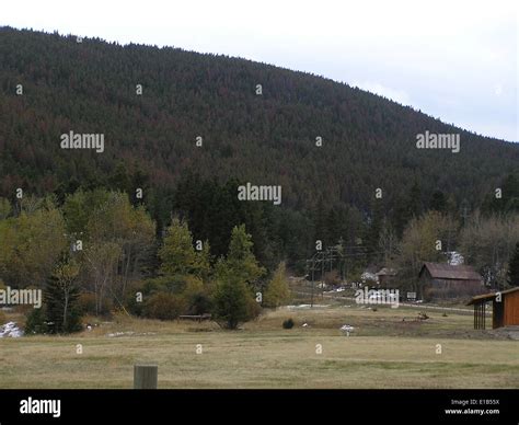 Mountain Pine Beetle Stock Photo - Alamy