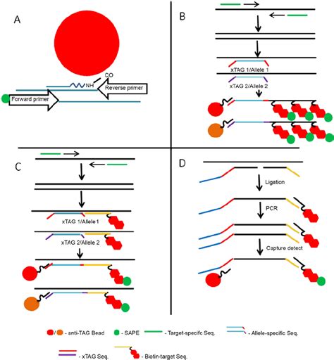 Polymerase Chain Reaction Pcr Bead Based Multiplex Assay Bbma A ...