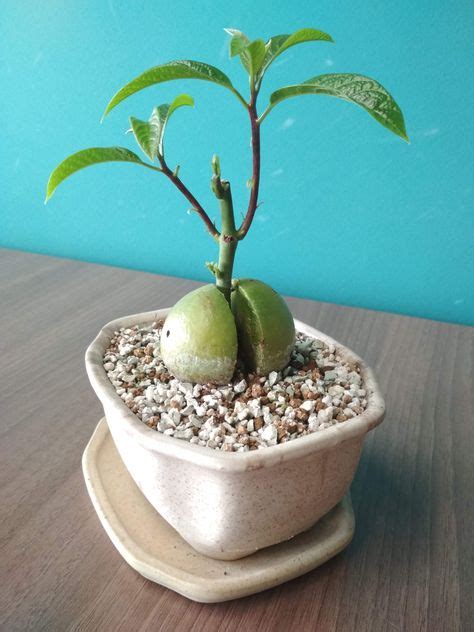 33 Bonsai - avocado ideas | bonsai, avocado tree, bonsai plants