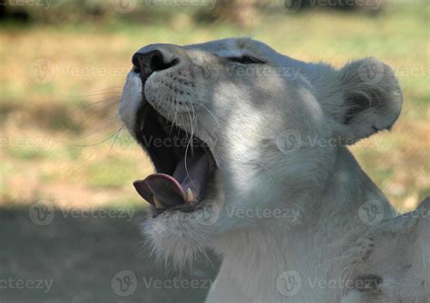 Closeup of a lion yawning in the shade 8740568 Stock Photo at Vecteezy