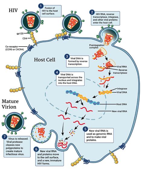 Antiretroviral Drugs Mechanism Of Action