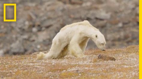 Heart-Wrenching Video: Starving Polar Bear on Iceless Land | National ...