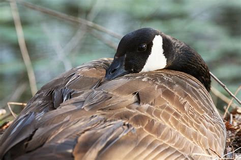 Female Canadian Goose Nesting Photograph by John Magyar Photography