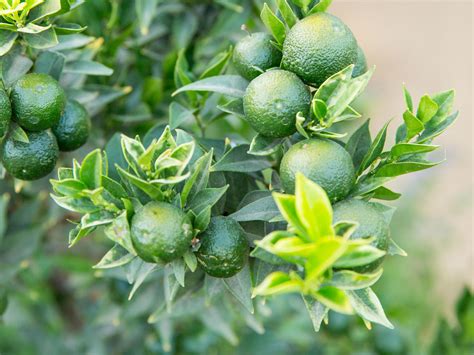 Our Guide to Growing Lime Tree Varieties & More Citrus - Sunset Magazine