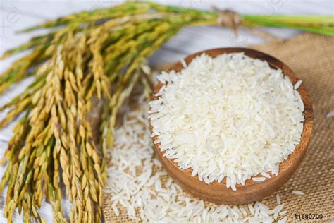 Raw jasmine rice grain with ear of paddy agricultural products - stock ...
