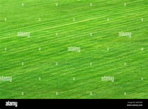 Green grass on playing field Stock Photo - Alamy