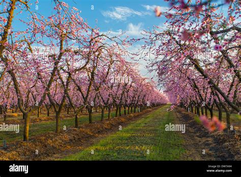 Peach orchards in bloom near Marysville, California Stock Photo - Alamy