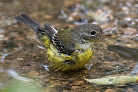 Fall Warbler Migration 2020 – Jeremy Meyer Photography