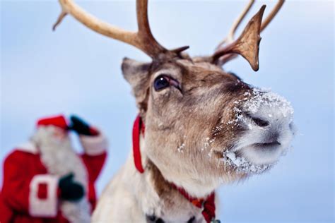 Santa Claus | Reindeer Games & Sleigh Rides | Visit Finnish Lapland