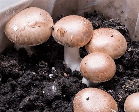 The 9 Best Mushroom Growing Kits for Newbies