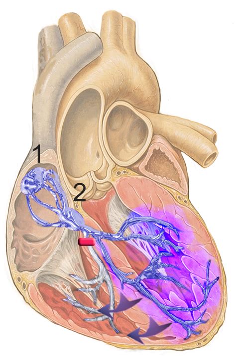 Bundle of his; Atrioventricular Bundle