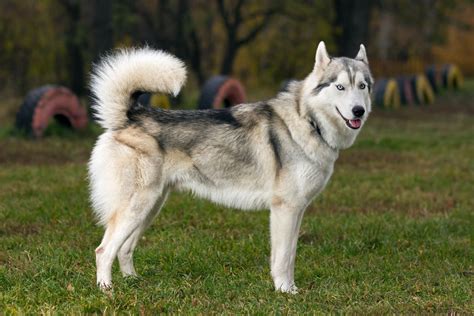 Are Huskies Hypoallergenic? - PuppyLists