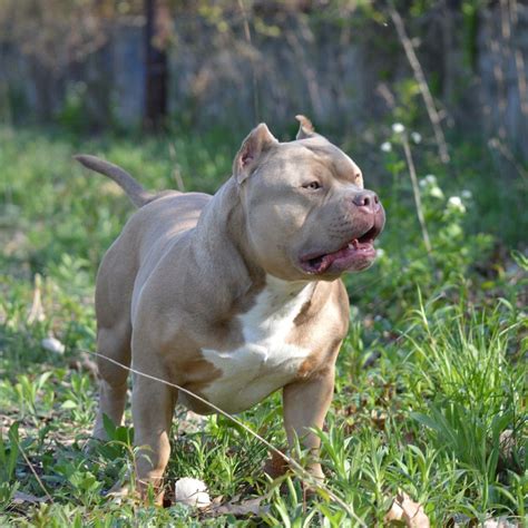 American Bully Standard