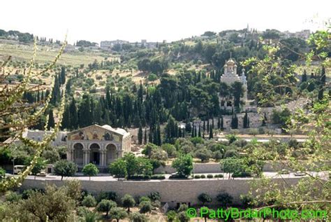 Mount Olives and Garden of Gethsemane | Old World Charm | Pinterest