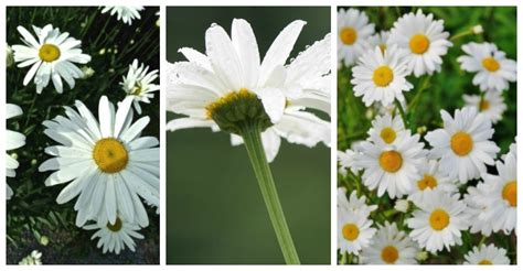 14 tips to Make Caring for Shasta Daisies a Breeze