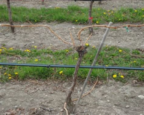 Cane maturity and Cane pruning in grapevines – Fasal Blog