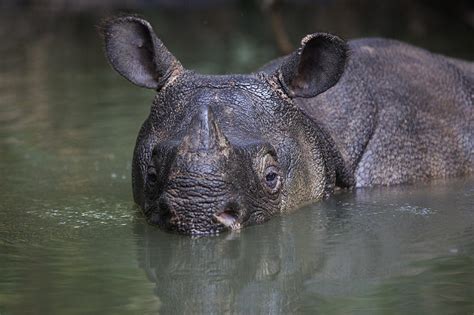 Rare Video of Critically Endangered Javan Rhinos | Stories | WWF