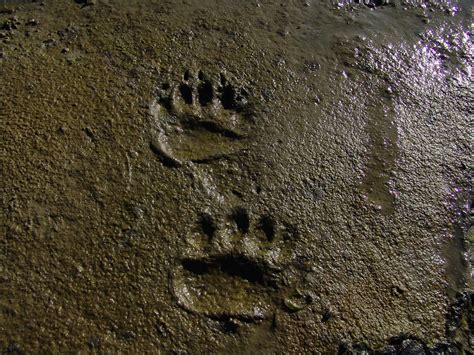 Black Bear Tracks | Black Bear tracks on the mud flats of Gl… | Flickr