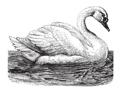 Swan Drawing