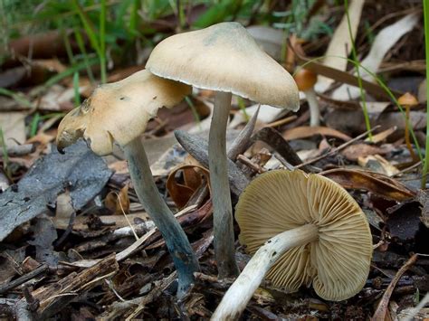 Psilocybe Subaeruginosa - [Reference Post] : r/MagicPlantsNZ