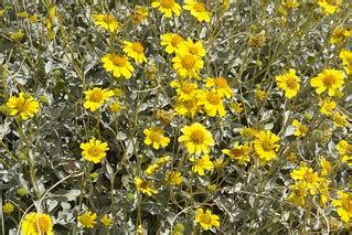 Mar09-507 4x6 | Saguaro National Park | Gary Brownell | Flickr