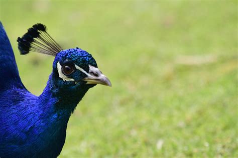 Free stock photo of blue, feathers, peacock