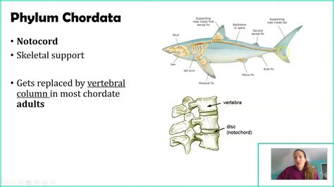 Phylum Chordata - YouTube