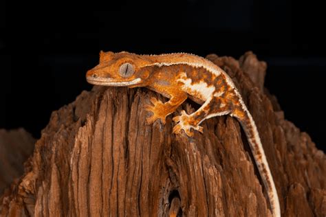 Crested Gecko Lighting Requirements, Temperature, Humidity