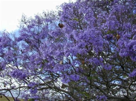 Blue Jacaranda Tree 20 seeds | Super Hot Chiles