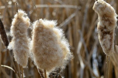 Cattail Seed Saving - Tips On Collecting Cattail Seeds For Planting