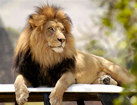 Woman Jumps Barrier at Bronx Zoo Lion Exhibit