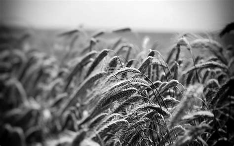 Free Images : landscape, nature, black and white, plant, field, leaf, flower, close up, cereals ...