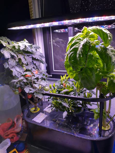 cherry tomatoes, chili's and basil : r/aerogarden