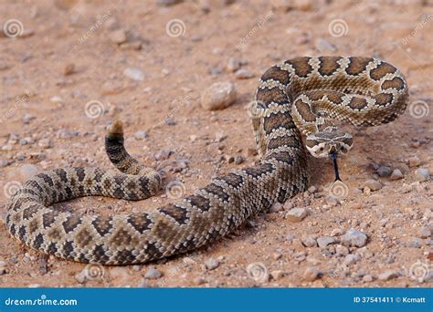 Forked Tongue Of A Rattlesnake, Crotalus Oreganus Lutosus Stock Image - Image: 37541411