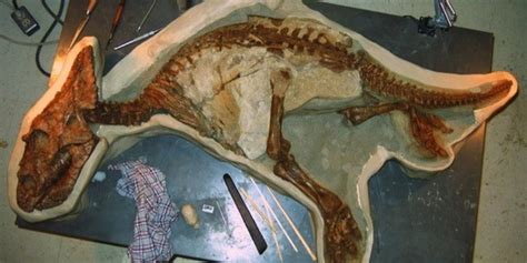 Baby Dinosaur Skeleton Unearthed In Canada (PHOTO) | HuffPost