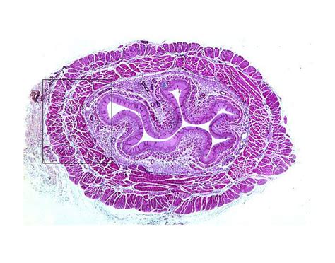 Esophagus Histology Diagram | Quizlet