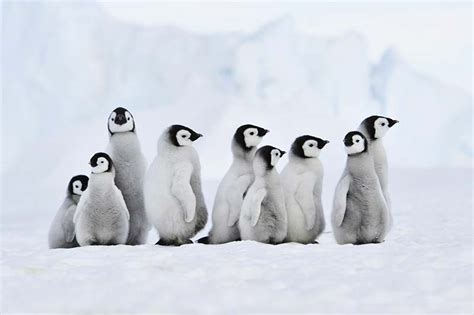 Best Countries to See Cute Animals | Blog | Zicasso