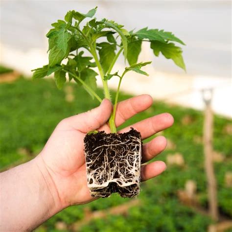 Epsom Salt for Tomato Plants | A Guide for Healthy Tomatoes