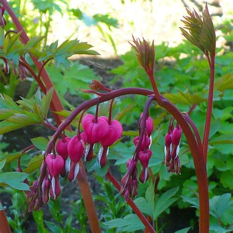 Bleeding Hearts: Plant Care and Collection of Varieties - Garden.org