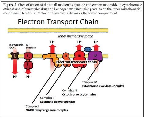 Electron Transport Chain Complex 1