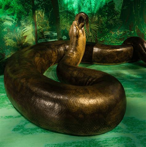 Titanoboa / Titanoboa | fossil reptile | Britannica / When and where ...