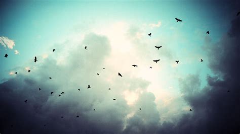 Birds Flying Sky Wallpapers - Top Free Birds Flying Sky Backgrounds - WallpaperAccess