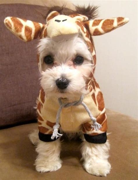 Cutest Halloween costume or what? | Cute animals, Cute dogs, Puppies