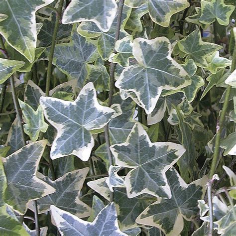 Variegated Ivy Indoors 'Variegata' (Hedera helix) - MyGardenLife