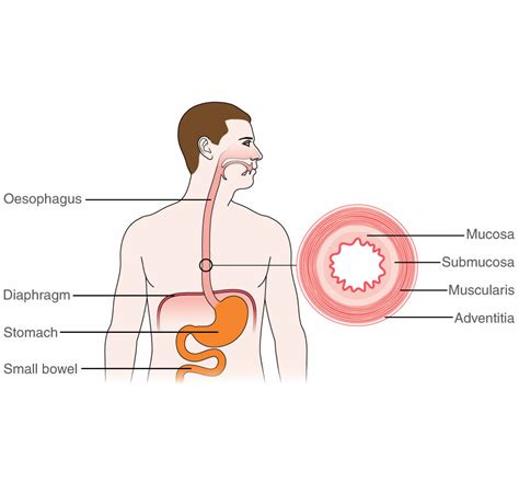 What is a oesophagus? – Fabalabse