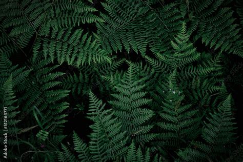 background tropical trees, dark green fern wallpaper, dark green forest ...