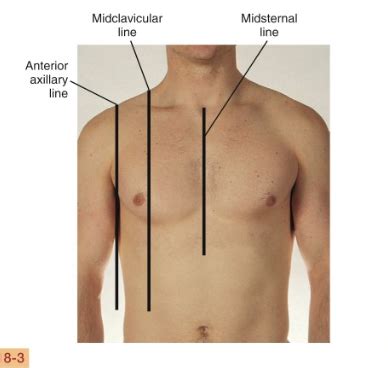 Thorax and Lung Assessment Flashcards | Quizlet