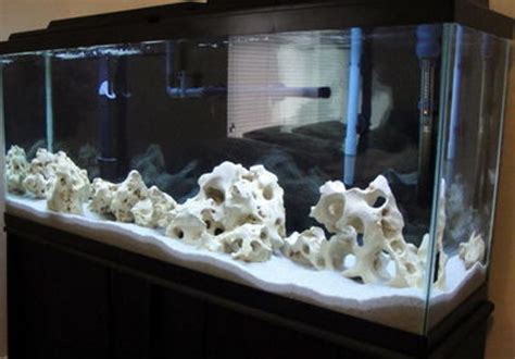 Photo #1 - 55 Gallon Mbuna Setup - African Cichlids, Malawi,...